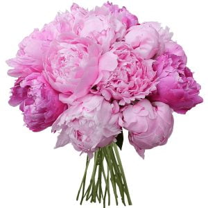 Buchet cu 15 Bujori Roz